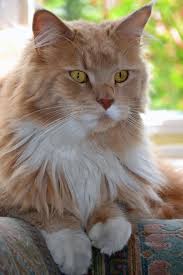 I Wonder By Jane Mullane 500px Fluffy Cat Breeds Pretty Cats Cats