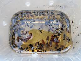 This is the question we'll be discussing. Proof That Borax Really Works To Kill Ants Borax Ant Killer