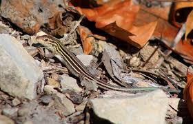 Some have longitudinal stripes, and others are banded. 15 Florida Lizards That Are Native To The Sunshine State With Pictures