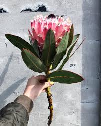Image result for Protea argyrea