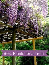 They are great for jams, jellies, fresh eating and pies. Best Plants For A Trellis Mom Foodie