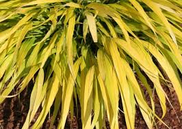 All gold pa 50 2.34 352 1/10/22 g hakonechloa m. All Gold Hakone Grass Handpicked For You
