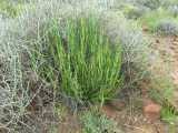 Image result for Kleinia longiflora