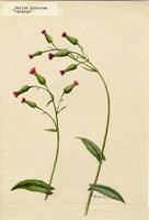 Image result for Emilia jeffreyana