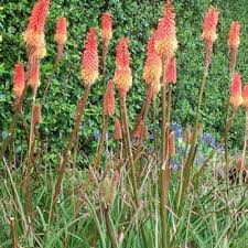 Image result for Kniphofia thomsonii