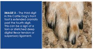 Is called a carpal pad. Recognizing Soft Tissue Injuries In The Dog From An Integrative Perspective Pt 2 Ivc Journal