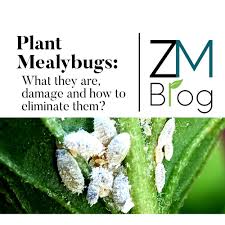 Image result for Mealybug cucumber