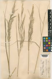 Image result for Euclasta condylotricha