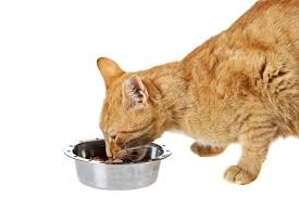 leonardo korm dlya koshek premium klassa ot nadezhnogo proizvoditelya smotri bolshe http kot pes com leonardo korm dlya koshek dry cat food cat food cats