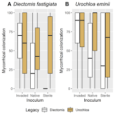 Image result for Urochloa eminii