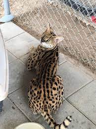 F1 and f2 generations are generally larger. Camelottaspots Bengal And Savannah Cattery 911 Animal Abuse