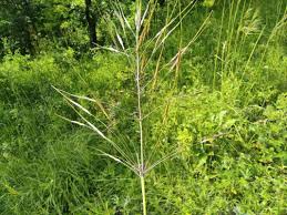 Image result for Chrysopogon