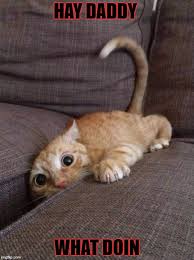 Crazy Cat Memes Gifs Imgflip