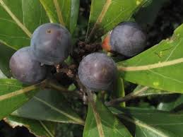 Image result for Persea