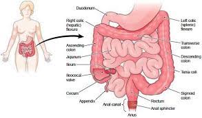 Where small and large intestine connect. Pin On Human Anatomy