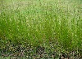 Image result for Hemarthria