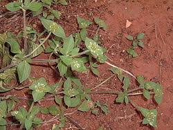 Image result for Richardia brasiliensis