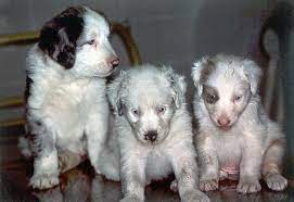 White Fright Australian Shepherd Health Genetics Institute