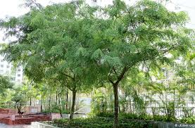 Image result for Dalbergia martinii