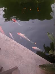 I Found Treasured Carp In A Pub In Bangalore India Sekiro You will be able to get all the items he sells, but you don't want to buy them in an order that you later regret. reddit