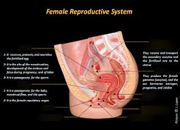3l Female Reproductive System Model Diagram Quizlet