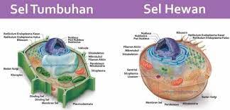 We did not find results for: Perbedaan Jaringan Tumbuhan Dan Hewan Pengertian Dan Jenis