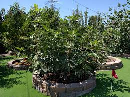 Fig violette de bordeaux or the negronne fig also known as violette de bordeaux, the irresistible fruit of the negronne fig tree has the sweetest, darkest red flesh of any fig, real or imagined. Violette De Bordeaux Fig Pictures Growing Fruit