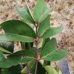 Image result for Cassipourea congoensis