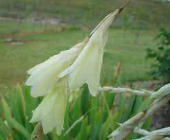 Image result for Dierama formosum/plowesii intermediates