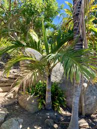 Image result for Tragia brevipes-benthamii-okanyu