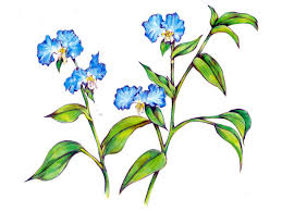 Image result for Commelina purpurea