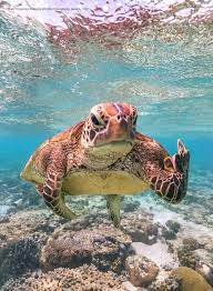 Check spelling or type a new query. To Mark The 2021 Comedy Wildlife Photography Awards Check Out These Amazingly Meme Orable Animals And Their Silly Antics