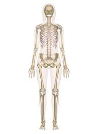 Human skeletal anatomy 23/01/2008 12:47:00. Skeletal System Labeled Diagrams Of The Human Skeleton