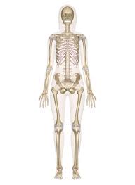 The outside of a bone is covered in a thin layer of dense irregular connective tissue called the periosteum. Skeletal System Labeled Diagrams Of The Human Skeleton