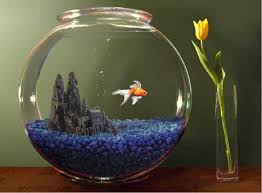 Ask anyone who had a goldfish as a kid and they likely kept it in a goldfish google for goldfish bowl photos and you'll find thousands of them in a variety of shapes. Creative Fish Bowl Ideas Little Piece Of Me Fish Bowl Decorations Fish Home Fish Bowl