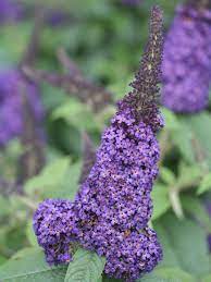 Maybe you would like to learn more about one of these? Pugster Blue Butterfly Bush Buddleia X Proven Winners