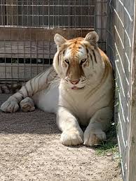 A golden tabby tiger has an extremely rare color variation caused by a recessive gene and is currently only found in captive tigers. Lia Is A Golden Tabby Tiger Mccarthys Wildlife Sanctuary Facebook