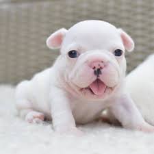 There's no time like the present. French Bulldogs For Adoption Near Me Home Facebook