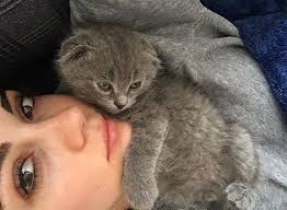 Cat Lover In 2020 Cat Lovers Cats Animals