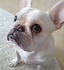 Like This Post Then Show Some Love And Tag Your Frenchie Loving Friends After You Cute French Bulldog French Bulldog White French Bulldog Puppies