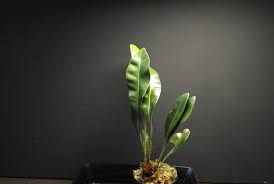 Image result for Elaphoglossum macropodium