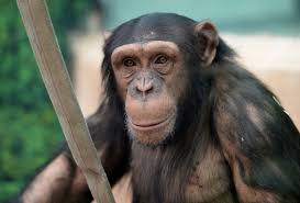 Chimps May Hold The Secret To Understanding Psychopaths Indy100 Indy100
