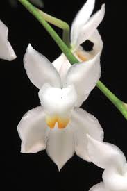 Image result for Clutia pulchella