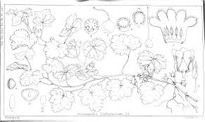 Image result for Ardisiandra sibthorpioides