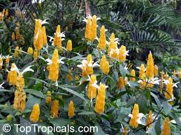 Image result for Justicia sp. A cf. engleriana