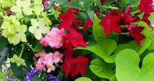 Pin By Osprey Antiques On Mixed Containers Beautiful Flowers Garden Plant Fungus Shade Plants