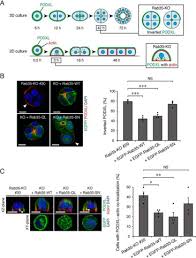 Producătorul este andrei boncea, care a mai realizat și la servici, fete cu lipici și noul serial meseriașii. Rab35 Gefs Dennd1a And Folliculin Differentially Regulate Podocalyxin Trafficking In Two And Three Dimensional Epithelial Cell Cultures Journal Of Biological Chemistry