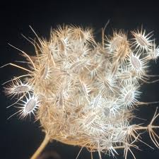 Image result for Daucus melananthus