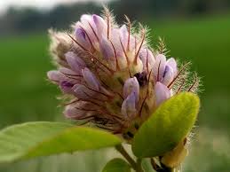 Image result for Uraria