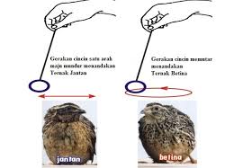 Burung pleci biasanya dijual dalam jumlah besar hingga butuh ketelitian ekstra untuk mengamati bagian paruh. Mengetahui Jenis Kelamin Ternak Dengan Pendulum Ilmu Ternak